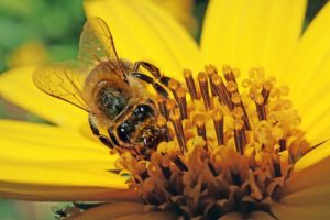 bee, insect, flower