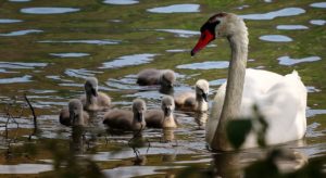 swan, lake, young swans