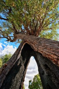 tree, jarrah, trunk