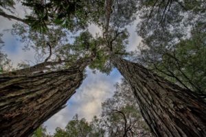 trees, jarrah, australian