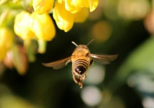 honey bee, insect, flying